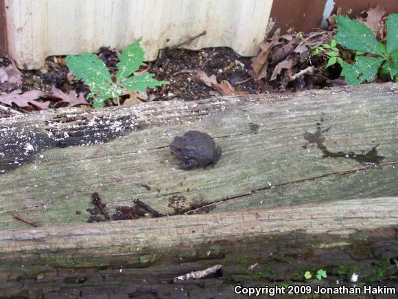 Eastern American Toad (Anaxyrus americanus americanus)