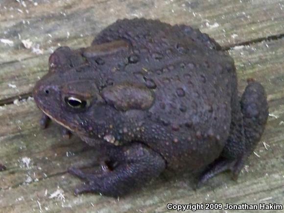 Eastern American Toad (Anaxyrus americanus americanus)