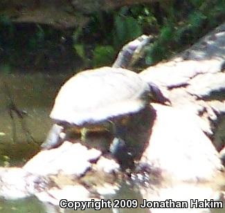 Red-eared Slider (Trachemys scripta elegans)