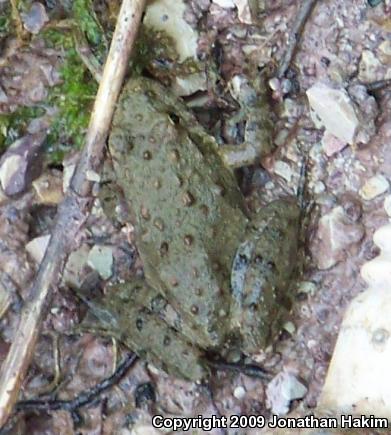 Blanchard's Cricket Frog (Acris crepitans blanchardi)