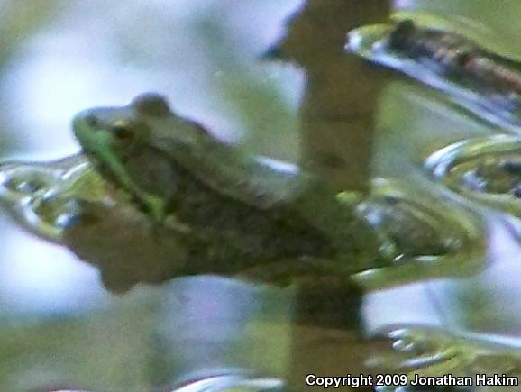 Northern Green Frog (Lithobates clamitans melanota)