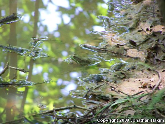 Northern Green Frog (Lithobates clamitans melanota)