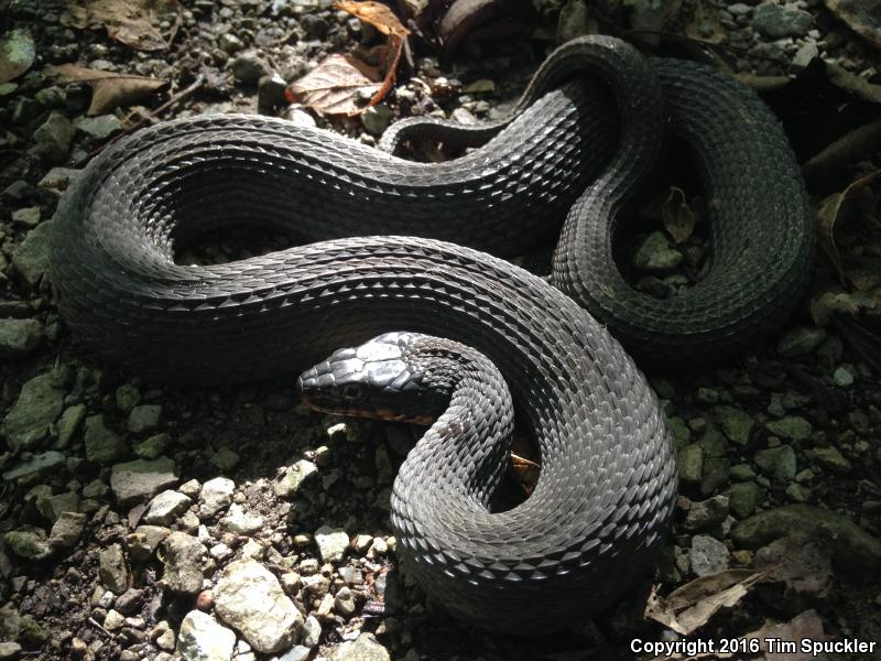 Copper-bellied Watersnake (Nerodia erythrogaster neglecta)