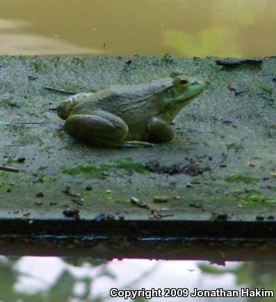 American Bullfrog (Lithobates catesbeianus)