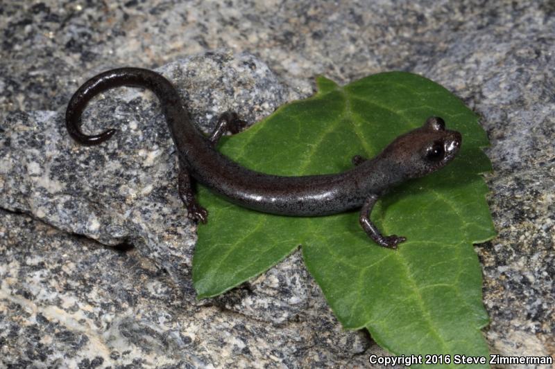 Inyo Mountains Salamander (Batrachoseps campi)