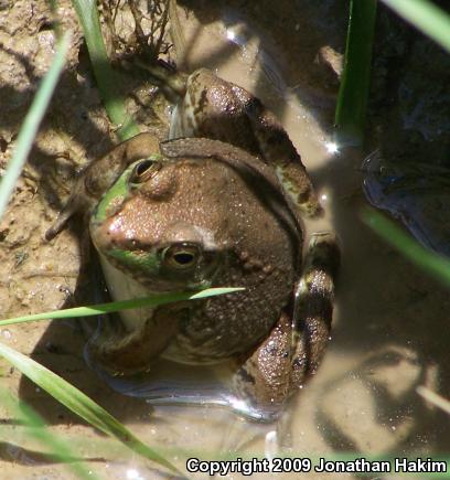 Northern Green Frog (Lithobates clamitans melanota)