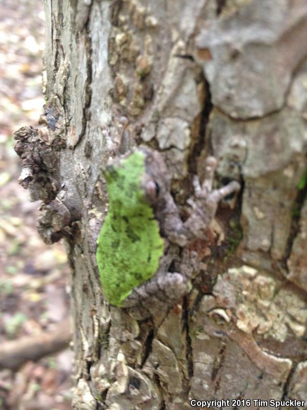 Eastern Bird-voiced Treefrog (Hyla avivoca ogechiensis)