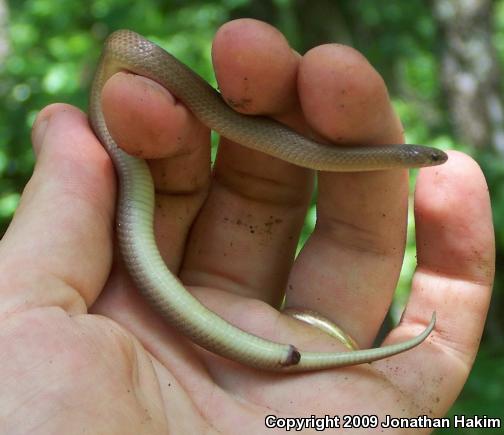 Smooth Earthsnake (Virginia valeriae)