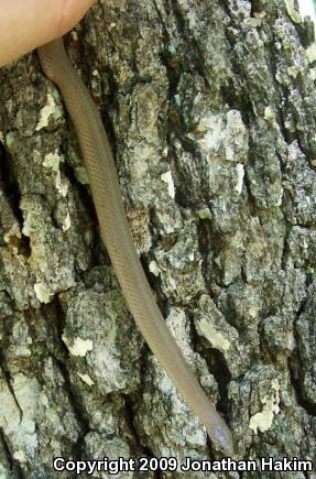 Smooth Earthsnake (Virginia valeriae)