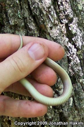 Smooth Earthsnake (Virginia valeriae)