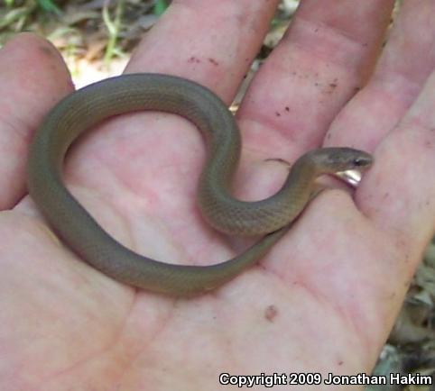 Smooth Earthsnake (Virginia valeriae)