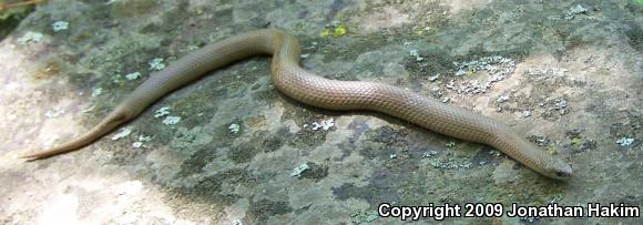 Smooth Earthsnake (Virginia valeriae)