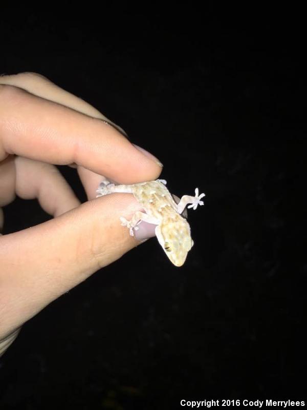 Moorish Wall Gecko (Tarentola mauritanica)