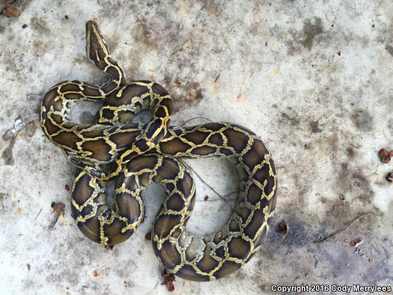 Burmese Python (Python molurus bivittatus)