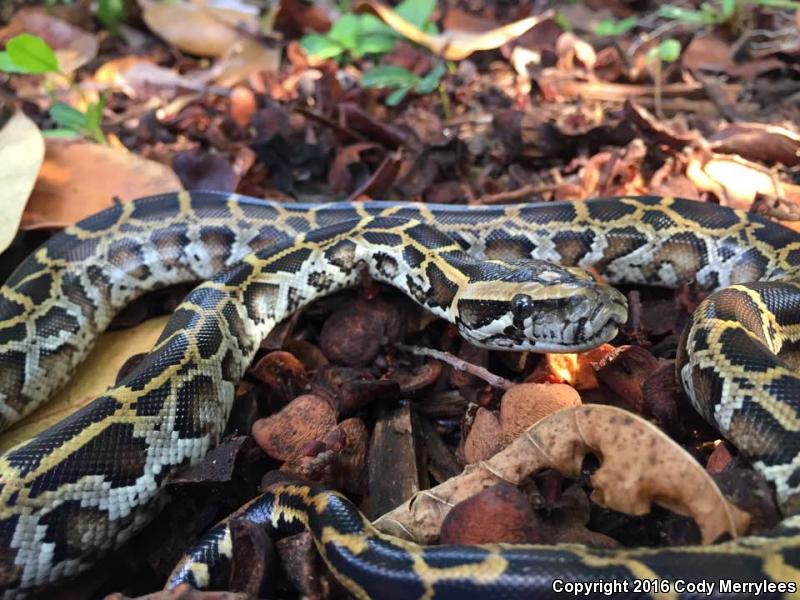 Burmese Python (Python molurus bivittatus)