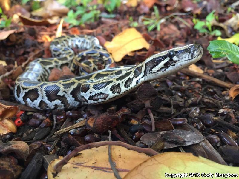 Burmese Python (Python molurus bivittatus)