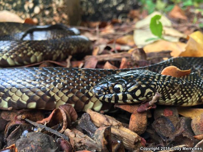 Florida Kingsnake (Lampropeltis getula floridana)