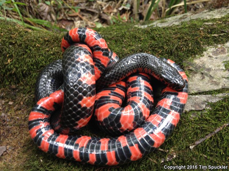 Western Mudsnake (Farancia abacura reinwardtii)