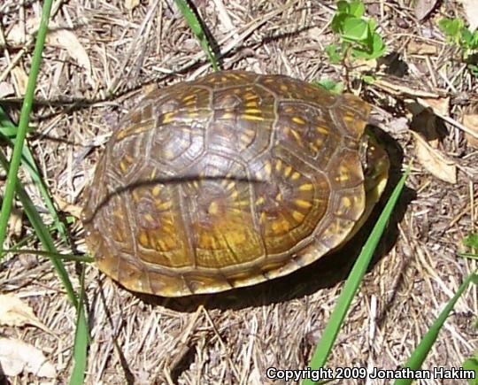 Three-toed Box Turtle (Terrapene carolina triunguis)