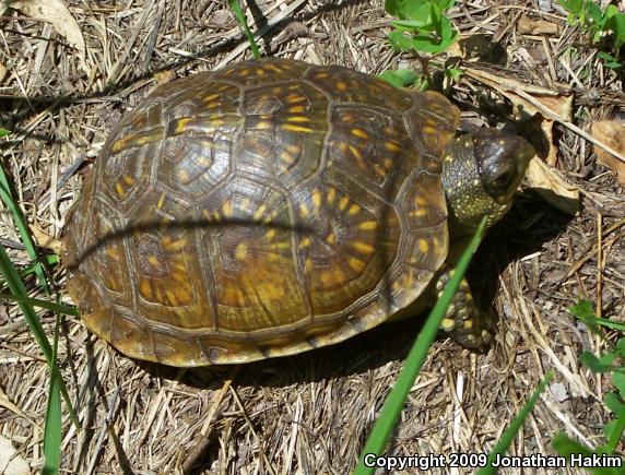 Three-toed Box Turtle (Terrapene carolina triunguis)