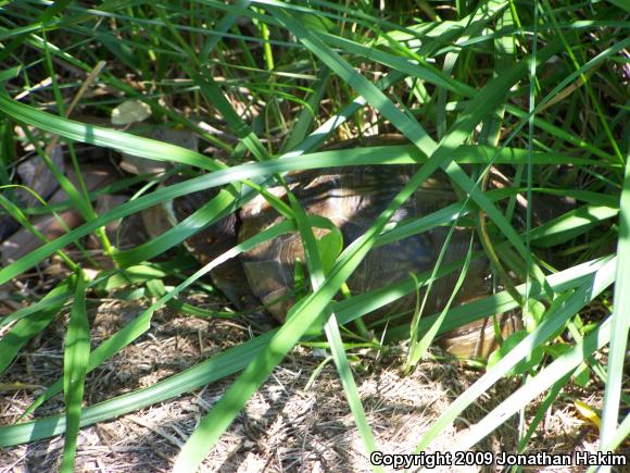 Three-toed Box Turtle (Terrapene carolina triunguis)