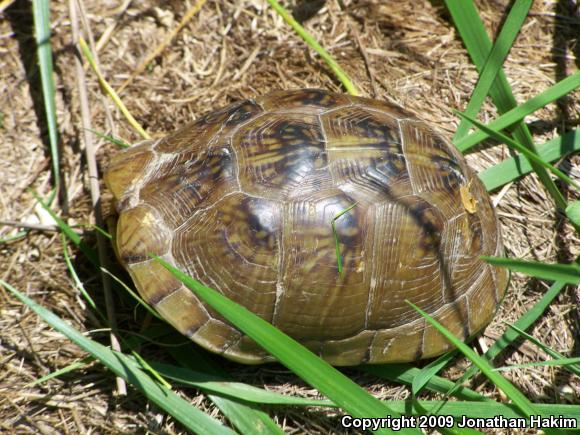 Three-toed Box Turtle (Terrapene carolina triunguis)