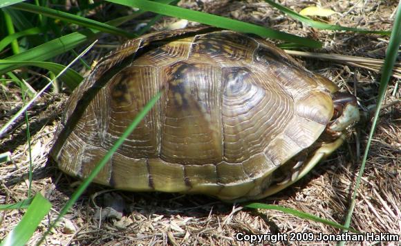 Three-toed Box Turtle (Terrapene carolina triunguis)