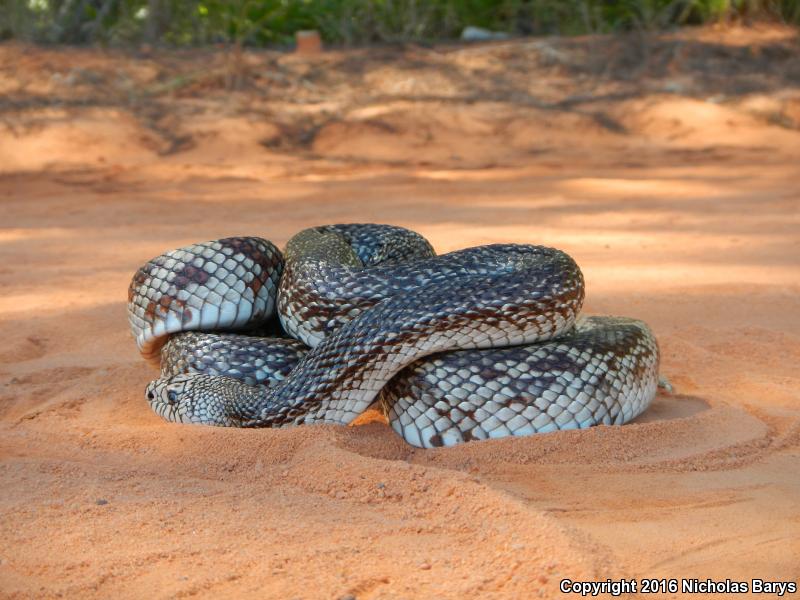 Florida Pinesnake (Pituophis melanoleucus mugitus)