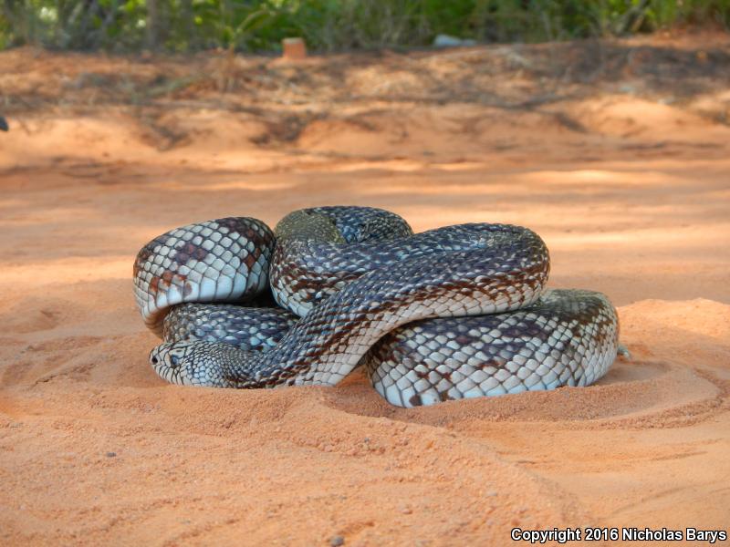 Florida Pinesnake (Pituophis melanoleucus mugitus)