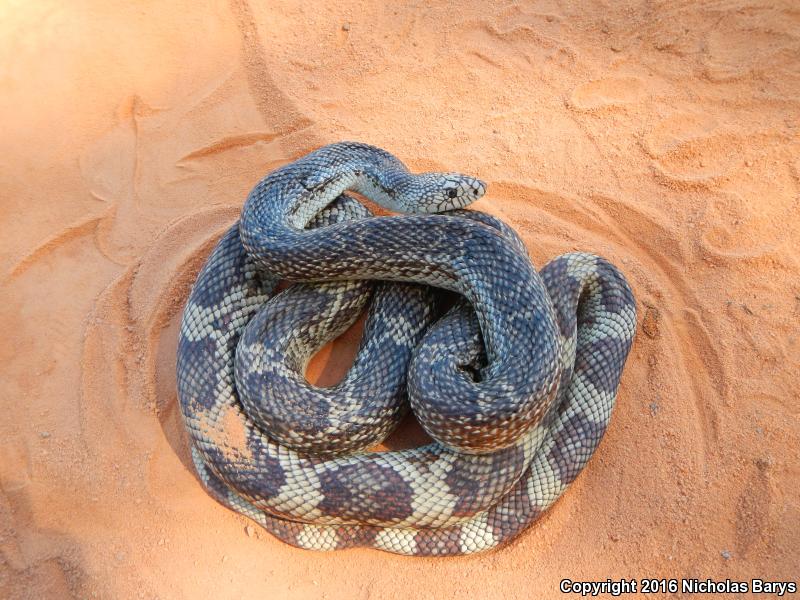 Florida Pinesnake (Pituophis melanoleucus mugitus)