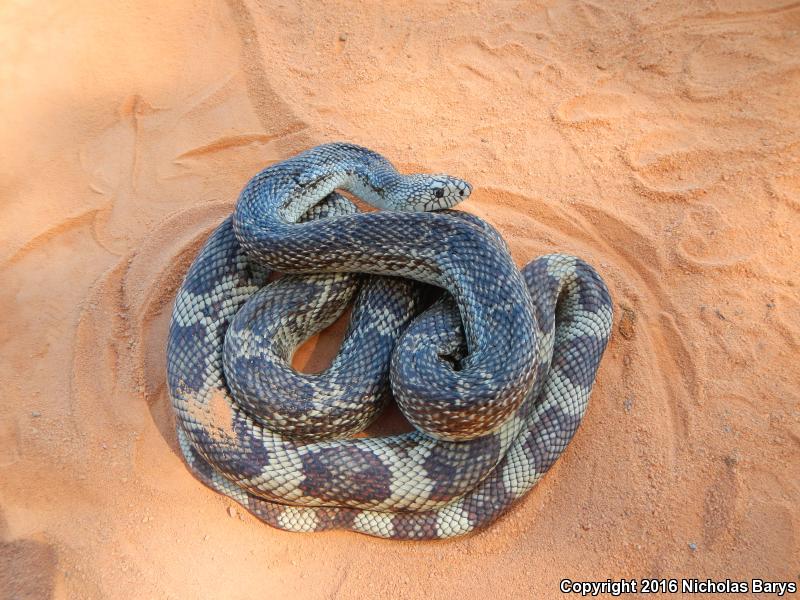 Florida Pinesnake (Pituophis melanoleucus mugitus)