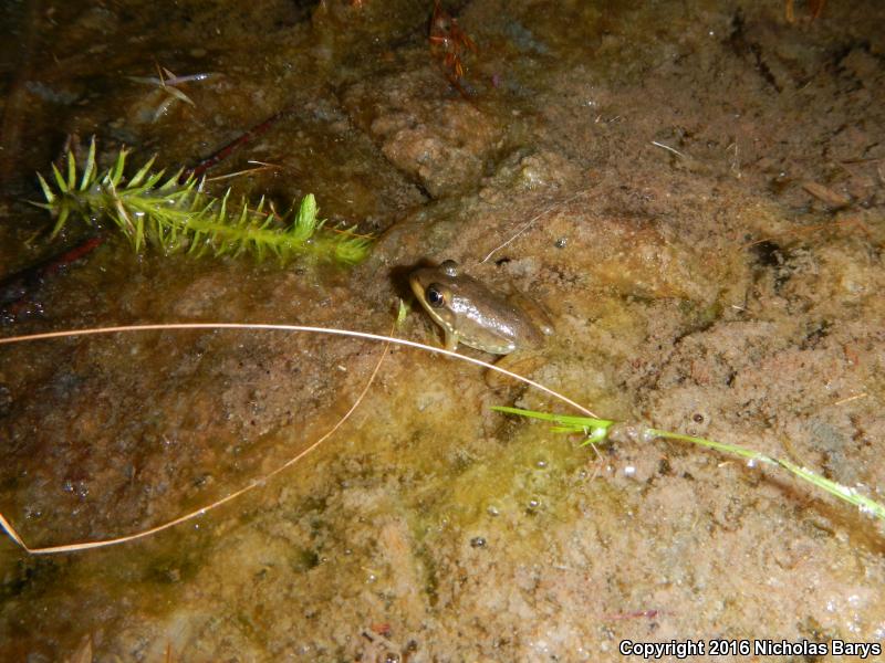 Florida Bog Frog (Lithobates okaloosae)