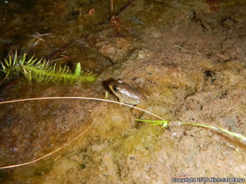 Florida Bog Frog (Lithobates okaloosae)