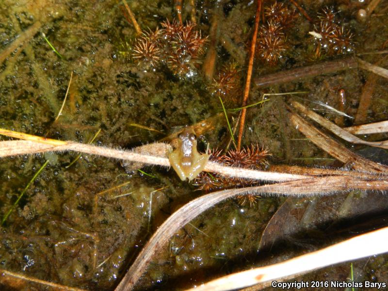 Florida Bog Frog (Lithobates okaloosae)