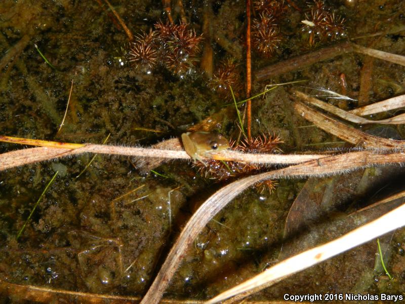 Florida Bog Frog (Lithobates okaloosae)