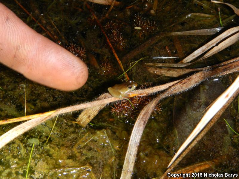 Florida Bog Frog (Lithobates okaloosae)