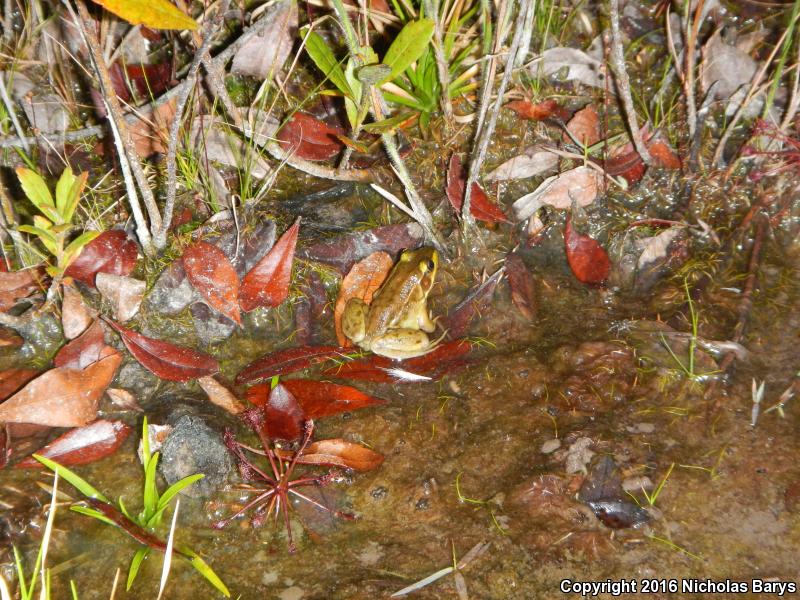 Florida Bog Frog (Lithobates okaloosae)