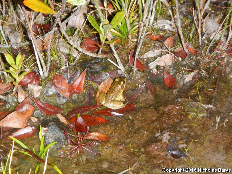 Florida Bog Frog (Lithobates okaloosae)