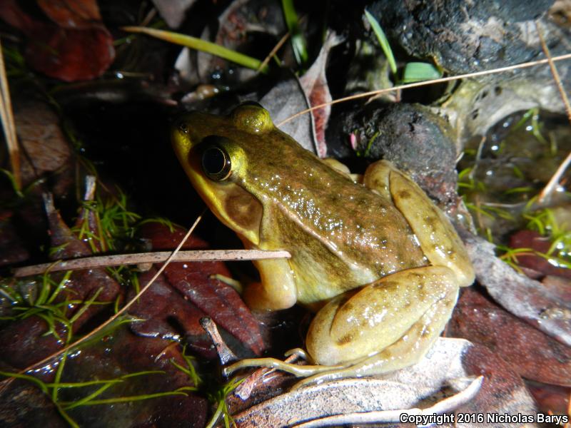 Florida Bog Frog (Lithobates okaloosae)