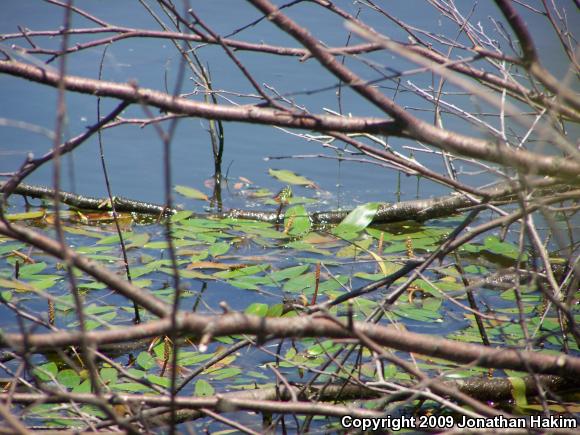 Red-eared Slider (Trachemys scripta elegans)