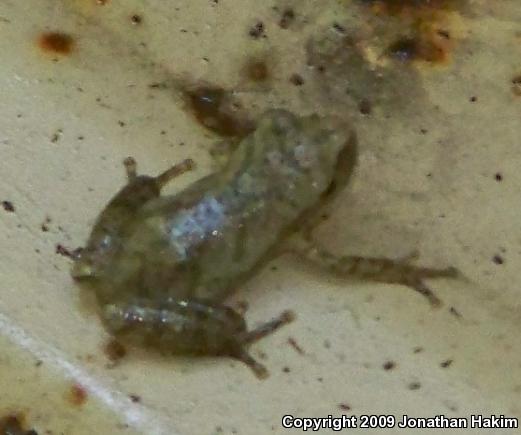 Northern Spring Peeper (Pseudacris crucifer crucifer)