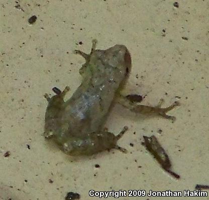 Northern Spring Peeper (Pseudacris crucifer crucifer)