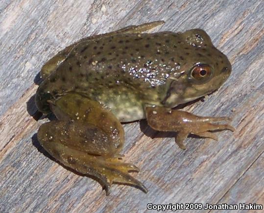 American Bullfrog (Lithobates catesbeianus)