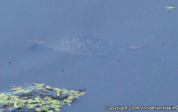 Red-eared Slider (Trachemys scripta elegans)