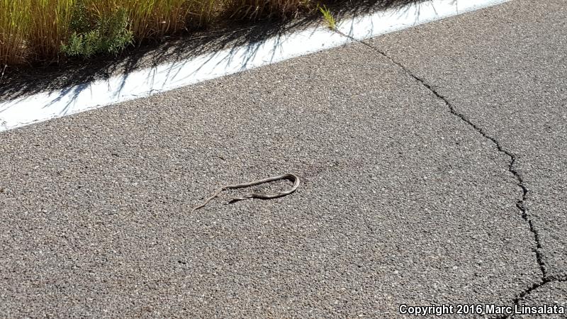 Big Bend Patch-nosed Snake (Salvadora hexalepis deserticola)