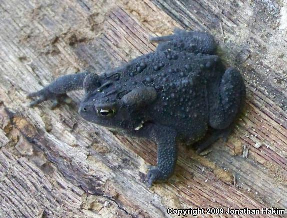 Eastern American Toad (Anaxyrus americanus americanus)