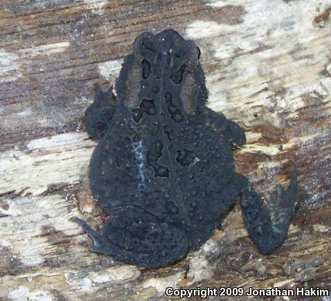 Eastern American Toad (Anaxyrus americanus americanus)