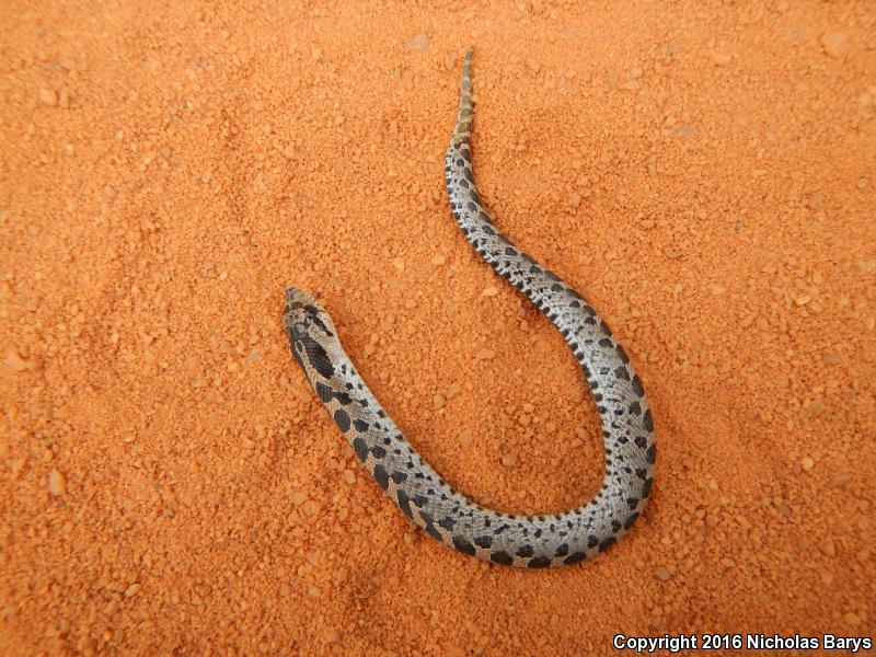 Southern Hog-nosed Snake (Heterodon simus)