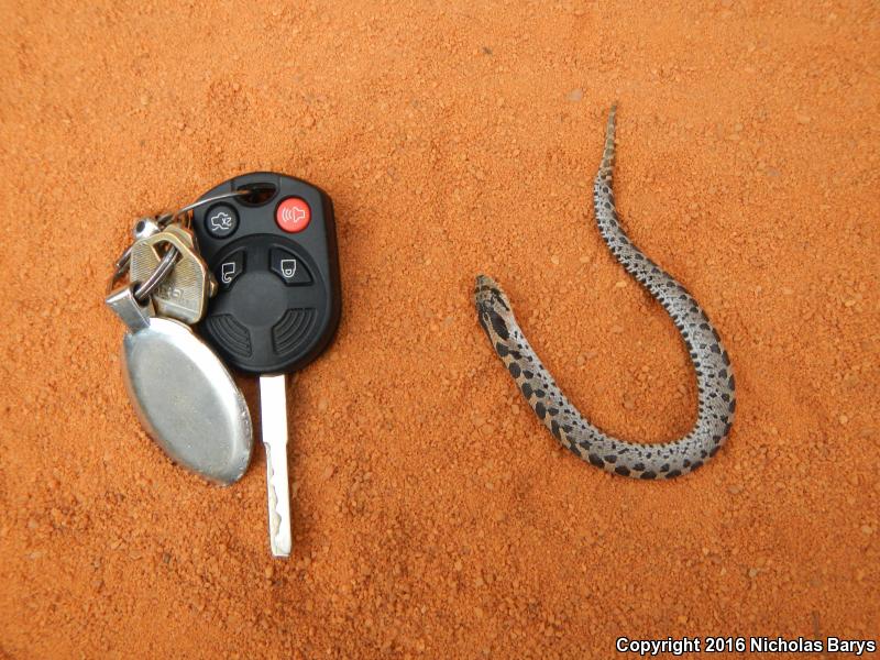 Southern Hog-nosed Snake (Heterodon simus)