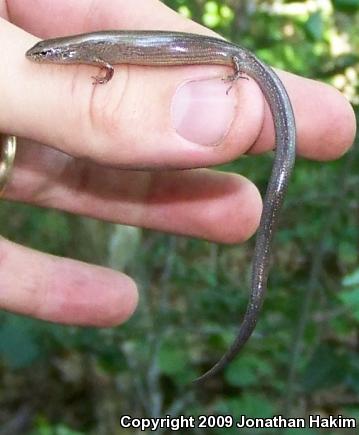 Little Brown Skink (Scincella lateralis)